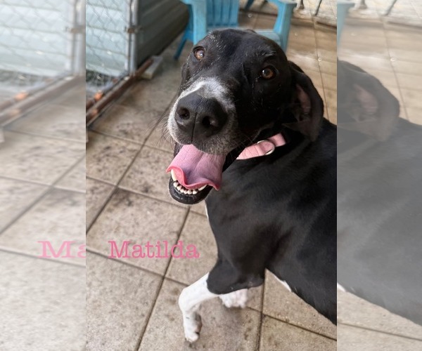 Medium Photo #4 Great Dane-Unknown Mix Puppy For Sale in Palm Beach, FL, USA