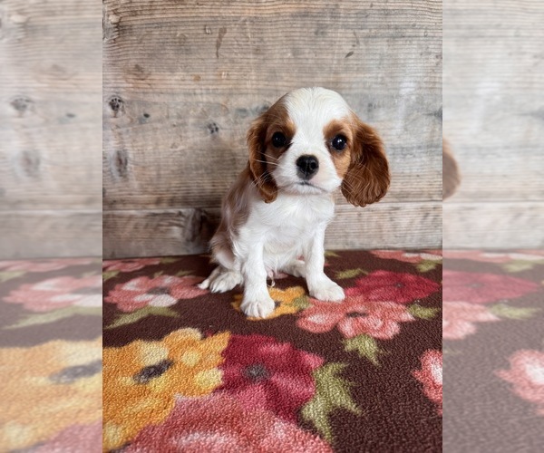 Medium Photo #5 Cavalier King Charles Spaniel Puppy For Sale in VERMONTVILLE, MI, USA