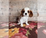 Small #4 Cavalier King Charles Spaniel