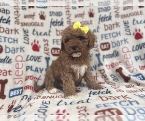 Cavapoo Puppy for sale in LAKELAND, FL, USA