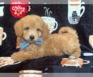 Goldendoodle (Miniature) Puppy for sale in LAKELAND, FL, USA