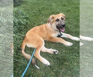 Mutt Dogs for adoption in Aurora, CO, USA