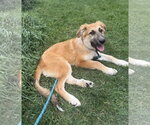 Animal #1 - Male Mutt Dog for Adoption - Small photo