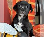Small Photo #3 Labrador Retriever-Unknown Mix Puppy For Sale in San Diego, CA, USA