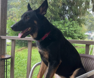 Mother of the German Shepherd Dog puppies born on 05/05/2025