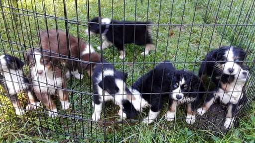 Medium Photo #5 Australian Shepherd Puppy For Sale in COOPERSTOWN, NY, USA