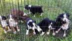 Small Photo #5 Australian Shepherd Puppy For Sale in COOPERSTOWN, NY, USA