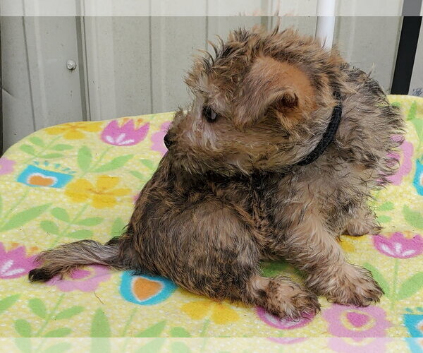 Medium Photo #4 Cairn Terrier Puppy For Sale in Mountain View, MO, USA