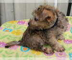 Small #3 Cairn Terrier