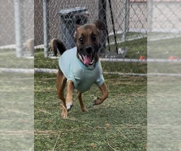 Medium Photo #1 Chihuahua Puppy For Sale in Downey, CA, USA