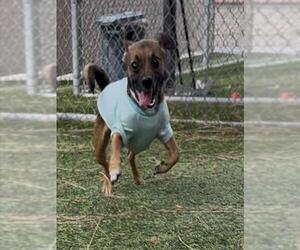 Chihuahua Dogs for adoption in Downey, CA, USA