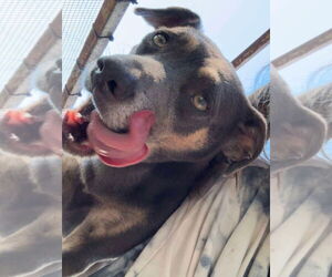 Mutt Dogs for adoption in Oakhurst, NJ, USA
