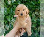 Small #2 Golden Retriever