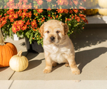 Molly - Female Cocker-Pei Puppy for Sale - Photo #2