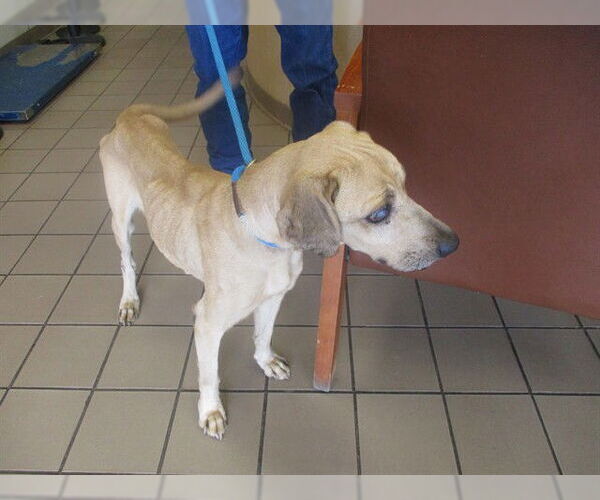 Medium Photo #1 Labrador Retriever-Unknown Mix Puppy For Sale in Ocala, FL, USA