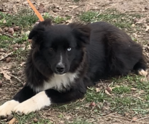 Miniature American Shepherd Puppy for sale in SMITHVILLE, AR, USA