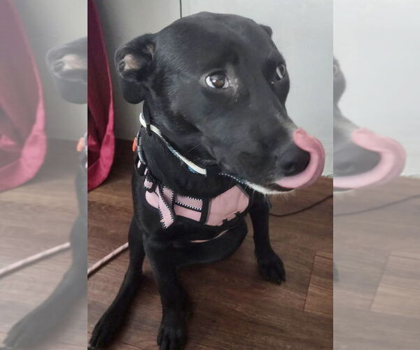 Medium Photo #2 Mutt Puppy For Sale in Okolona, MS, USA