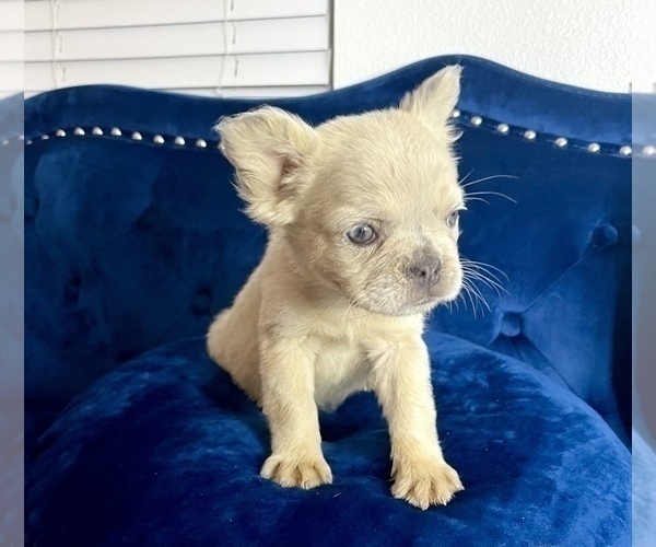 Medium Photo #5 French Bulldog Puppy For Sale in BEVERLY HILLS, CA, USA