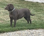 Small Photo #1 Labrador Retriever Puppy For Sale in WAKARUSA, IN, USA
