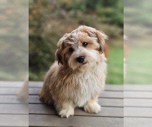 Havanese Puppy for sale in NORTH LAWRENCE, OH, USA