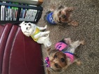 Small Photo #1 Yorkshire Terrier Puppy For Sale in BOLINGBROOK, IL, USA