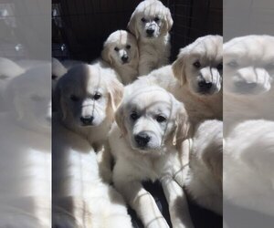 English Cream Golden Retriever Puppy for sale in WEST SACRAMENTO, CA, USA