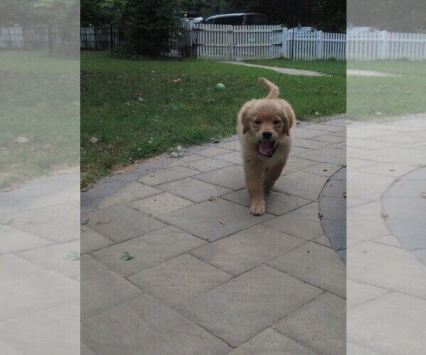 Medium Photo #18 Golden Retriever Puppy For Sale in MECHANICSVILLE, MD, USA