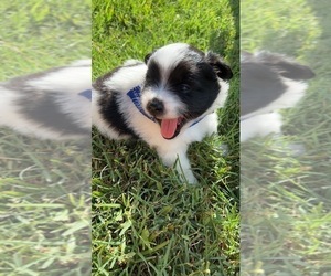 Pomimo Puppy for sale in HUMBLE, TX, USA
