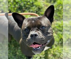 French Bulldog Dogs for adoption in Petaluma, CA, USA