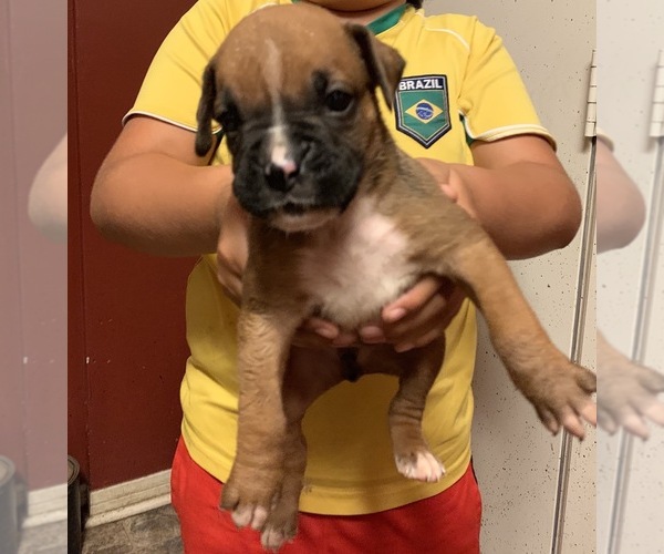 Medium Photo #14 Boxer Puppy For Sale in BAKERSFIELD, CA, USA