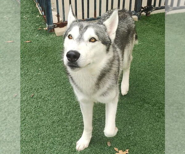 Medium Photo #5 Huskies -Unknown Mix Puppy For Sale in McKinney, TX, USA