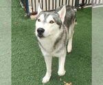 Small #4 Huskies  Mix
