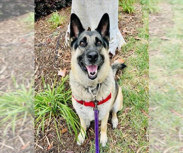 Medium Photo #8 German Shepherd Dog Puppy For Sale in Santa Barbara, CA, USA