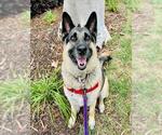 Small #7 German Shepherd Dog