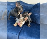 Small Photo #42 French Bulldog Puppy For Sale in CARY, NC, USA