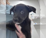 Small #1 Labrador Retriever Mix