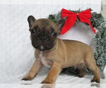 Small Photo #1 Faux Frenchbo Bulldog Puppy For Sale in SHILOH, OH, USA
