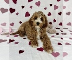 Small #1 Cavapoo (Standard)