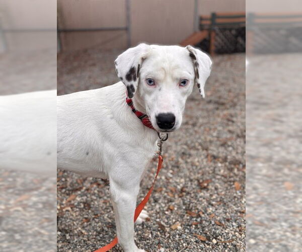 Medium Photo #2 Catahoula Leopard Dog Puppy For Sale in Palmetto, FL, USA