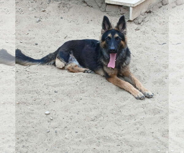 Medium Photo #1 German Shepherd Dog Puppy For Sale in NYC, NY, USA