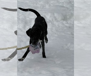 Zeus - Male Catahoula Leopard Dog-Labrador Retriever Mix Dog for Adoption - Photo #3