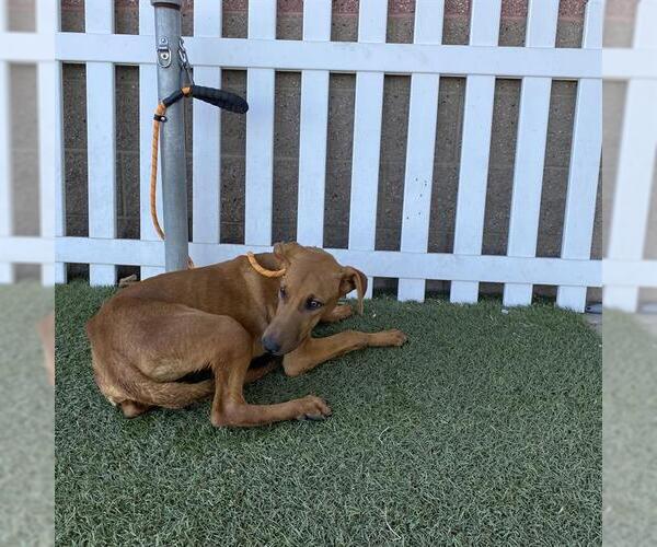 Medium Photo #1 Doberman Pinscher-Unknown Mix Puppy For Sale in Modesto, CA, USA