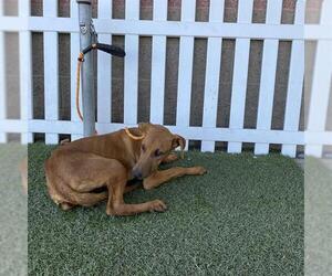 Doberman Pinscher-Unknown Mix Dogs for adoption in Modesto, CA, USA