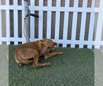 Small Doberman Pinscher Mix