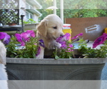 Small Photo #15 Golden Retriever Puppy For Sale in SCHNECKSVILLE, PA, USA