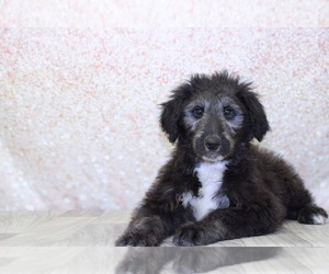 Collie-Poodle (Miniature) Mix Puppy for sale in MARIETTA, GA, USA