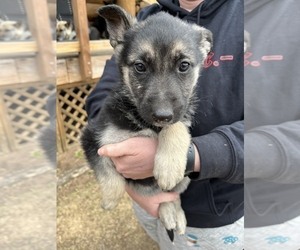Border Collie Puppy for sale in GORDON, WI, USA