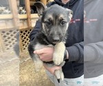 Small Photo #1 German Shepherd Dog Puppy For Sale in GORDON, WI, USA