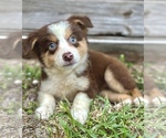 Puppy Phoenix Miniature Australian Shepherd