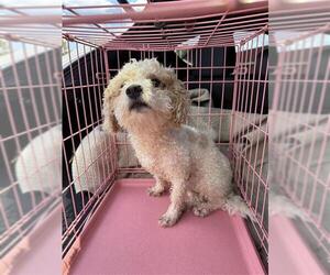 Poodle (Miniature)-Unknown Mix Dogs for adoption in San Antonio, TX, USA